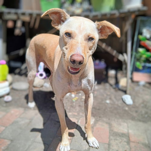 picture of the dog needing adoption