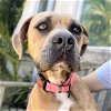 adoptable Dog in  named Ana