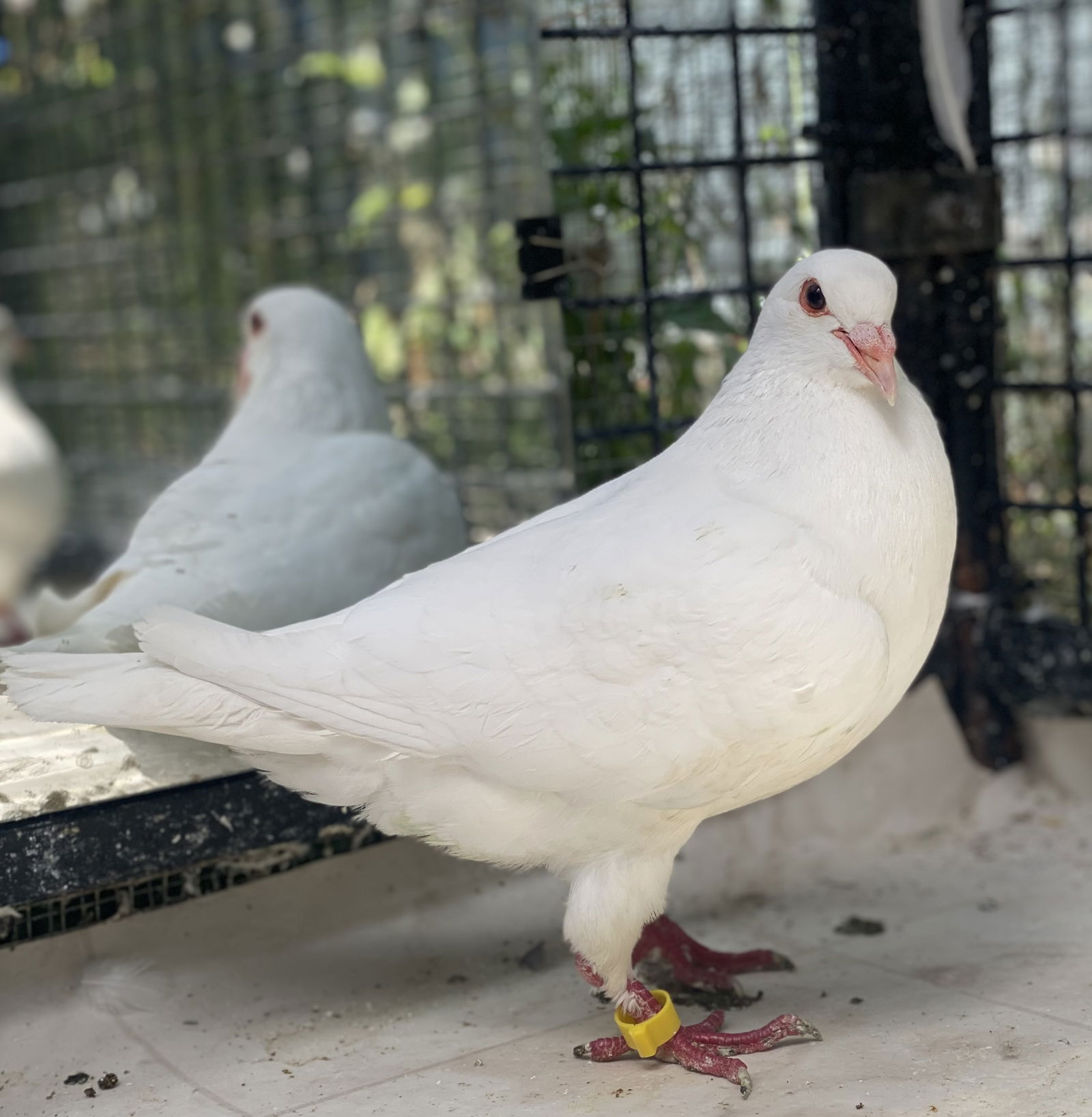 adoptable Bird in Oakland, CA named Hopper