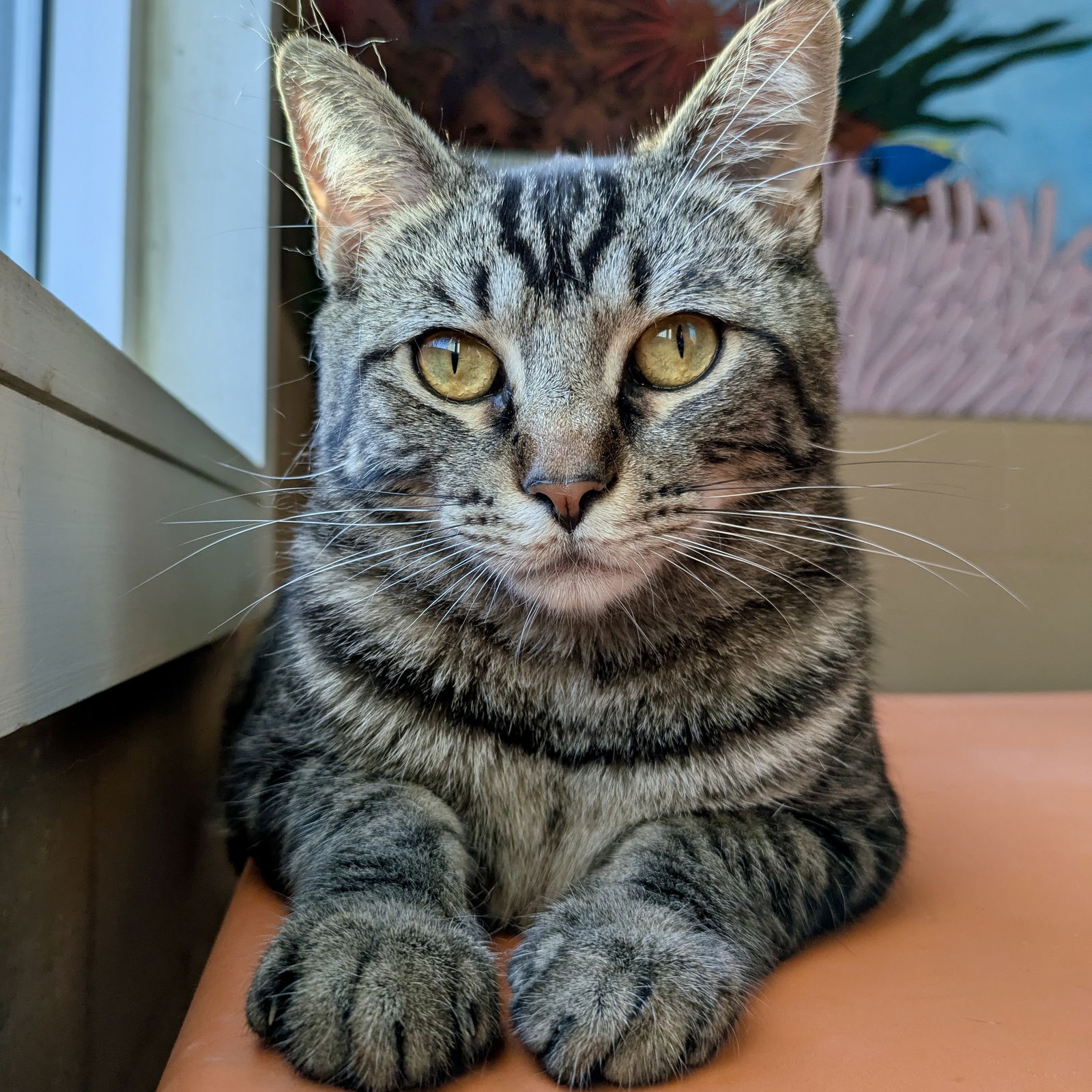 Enzo Photo