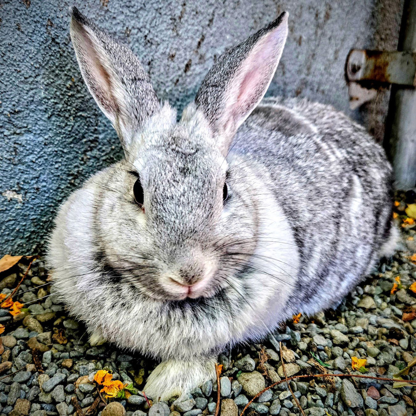 adoptable Rabbit in Oakland, CA named Steph