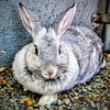 adoptable Rabbit in  named Steph