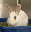 adoptable Rabbit in  named Kes