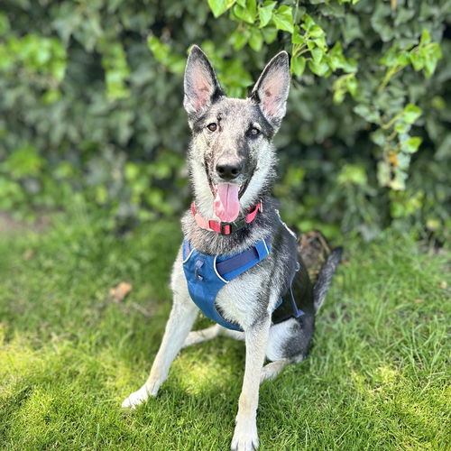picture of the dog needing adoption