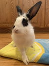 adoptable Rabbit in  named Peppercorn