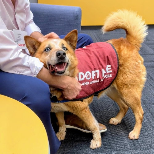 Magdelena, an adoptable Australian Cattle Dog in Oakland, CA
