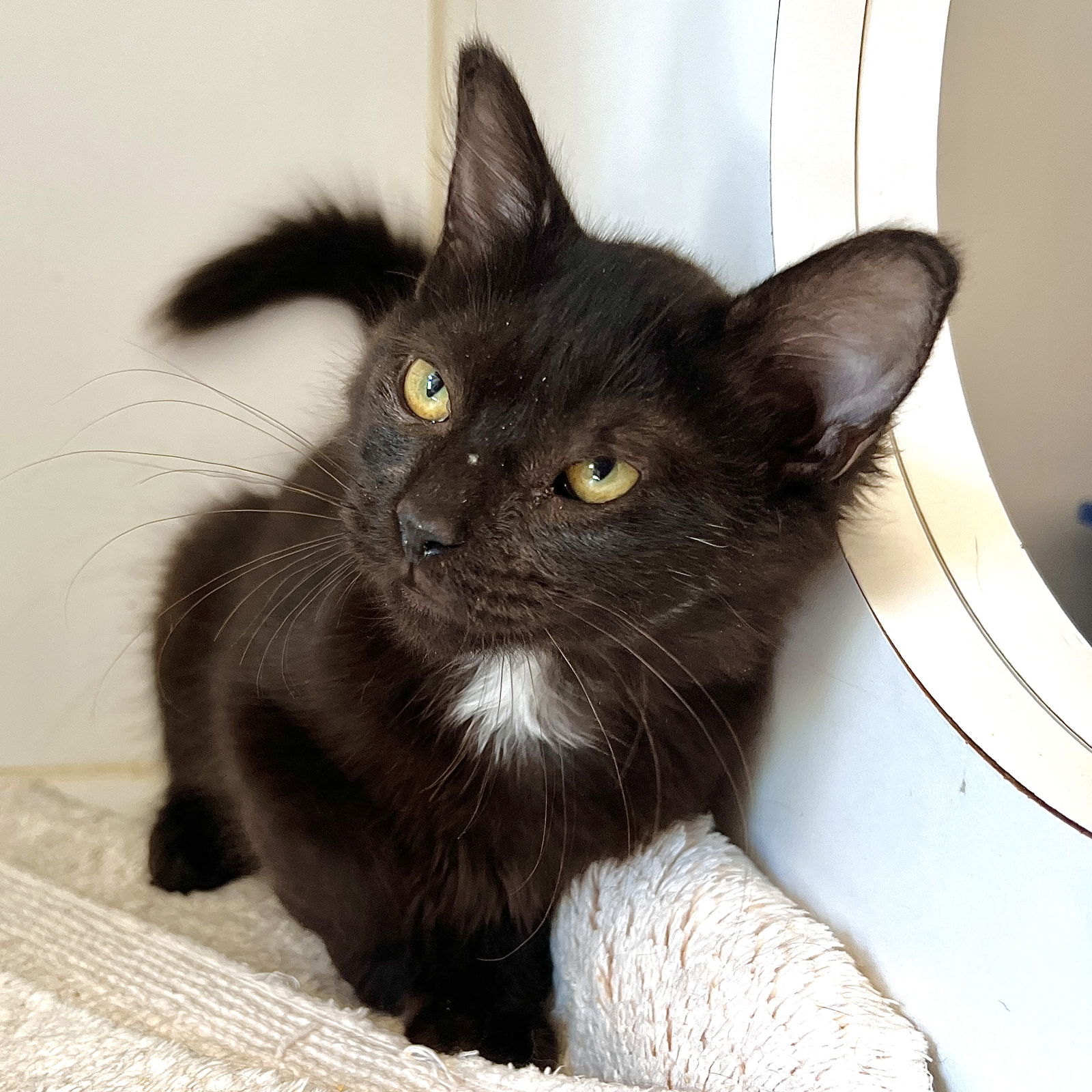 adoptable Cat in Oakland, CA named Franklin (bonded w/ Sam)