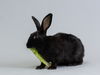 adoptable Rabbit in  named Jahmal Harvey