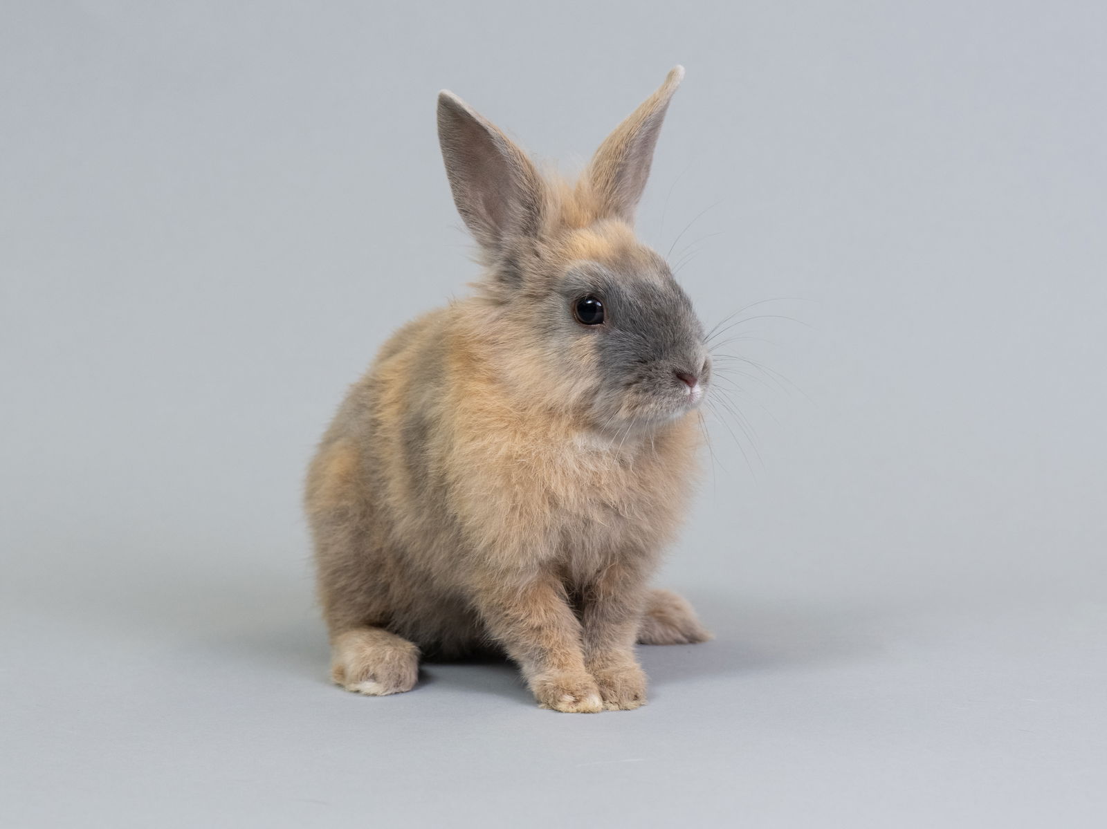 adoptable Rabbit in Oakland, CA named Sha'Carri