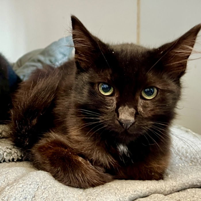 adoptable Cat in Oakland, CA named Molasses (bonded w/Sphinx)