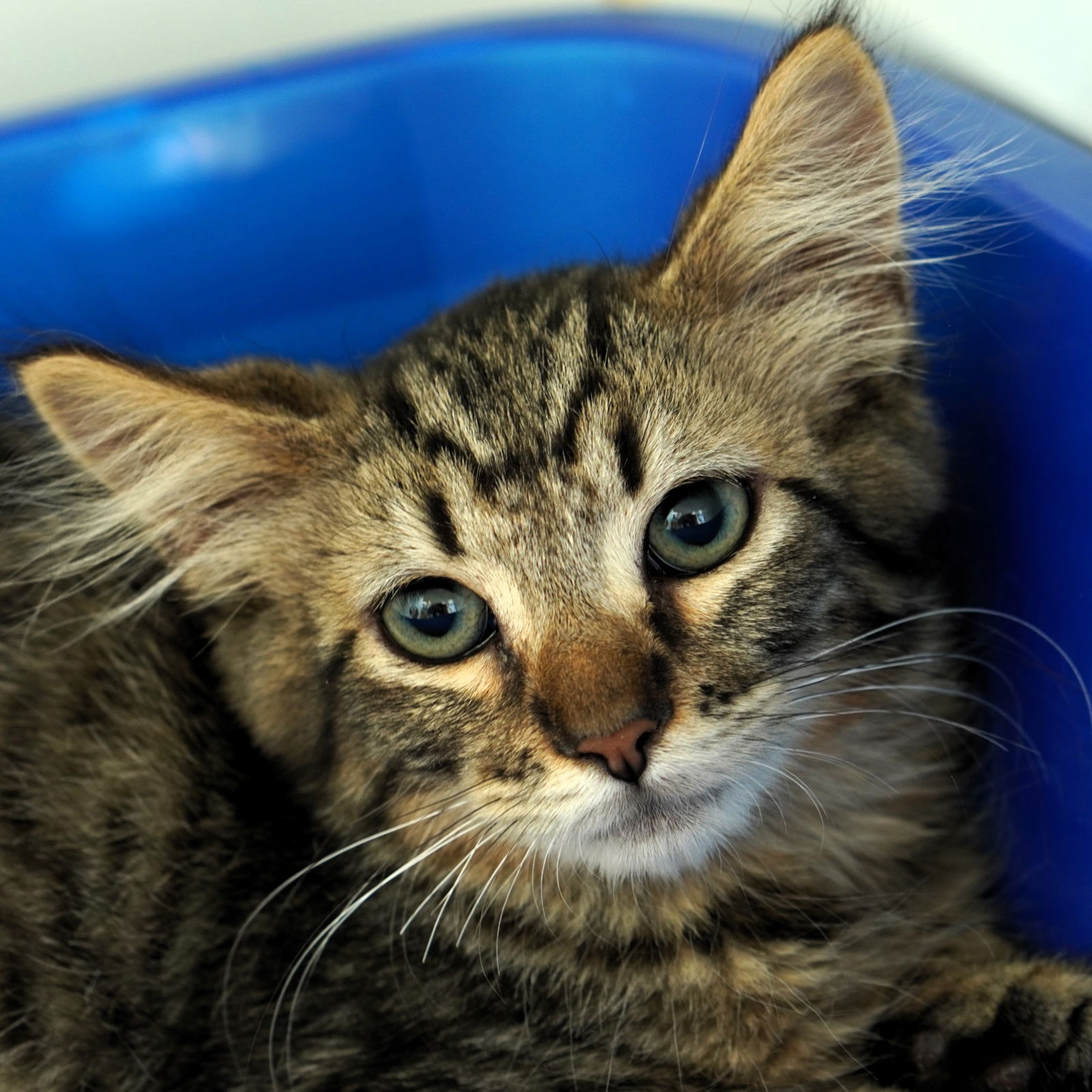 adoptable Cat in Oakland, CA named Macaw (bonded w/ Magpie)