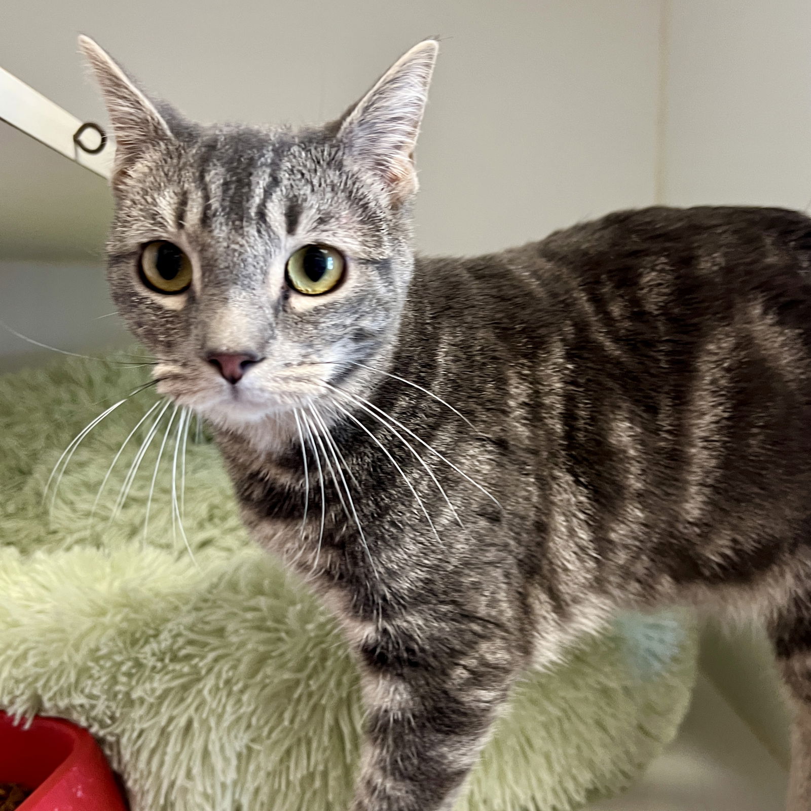 Nora (bonded w/ Alfie) Photo