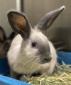 adoptable Rabbit in Oakland, CA named Milo (bonded w/ Rusty)