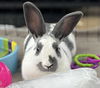 adoptable Rabbit in  named Calibri