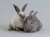 adoptable Rabbit in  named Wingdings (bonded w/ Helvetica)