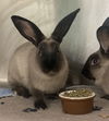 adoptable Rabbit in Oakland, CA named Bernard (bonded w/ Sandy)