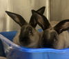 adoptable Rabbit in Oakland, CA named Sandy (bonded w/ Bernard)