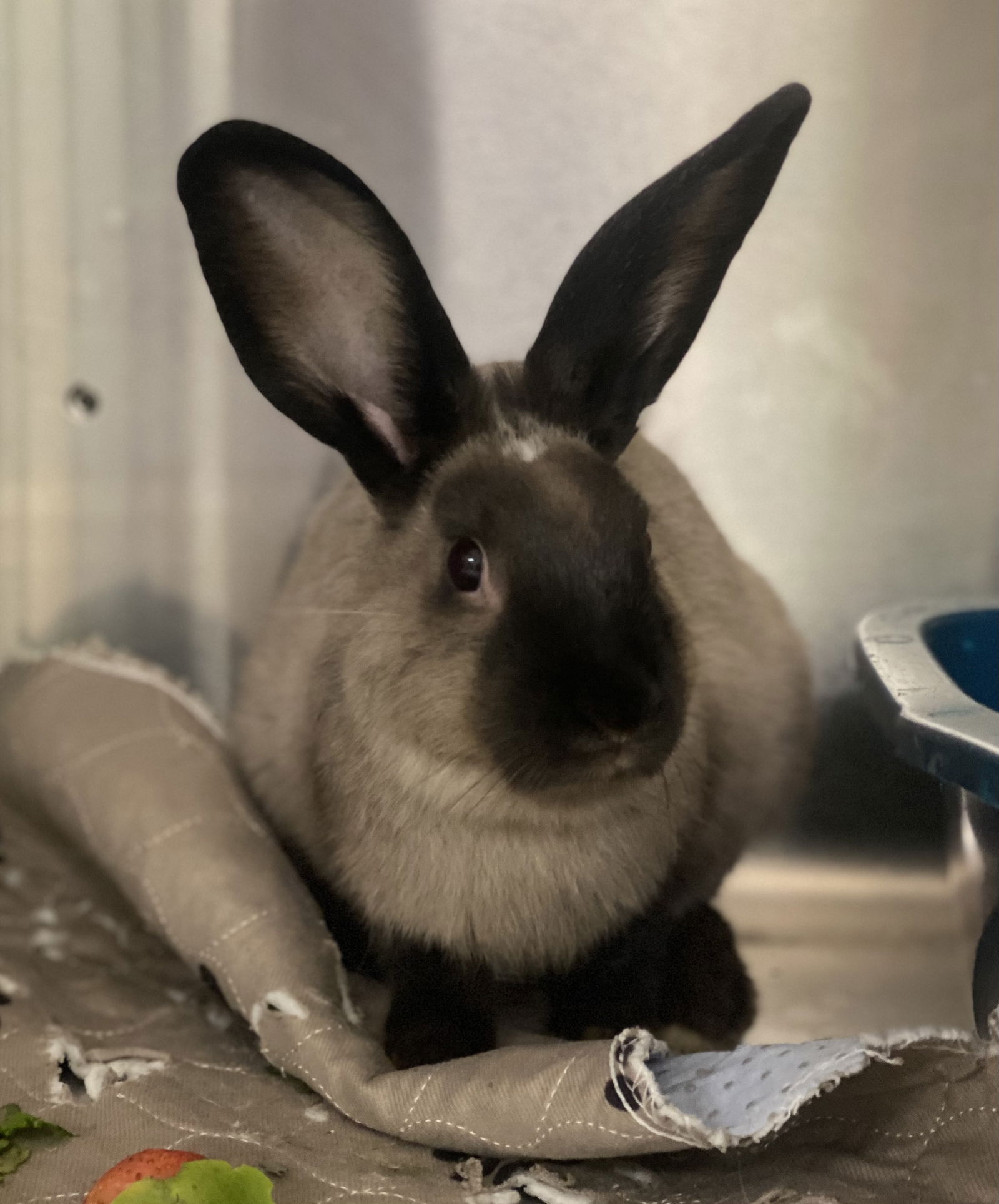 adoptable Rabbit in Oakland, CA named Rusty (bonded w/ Milo)