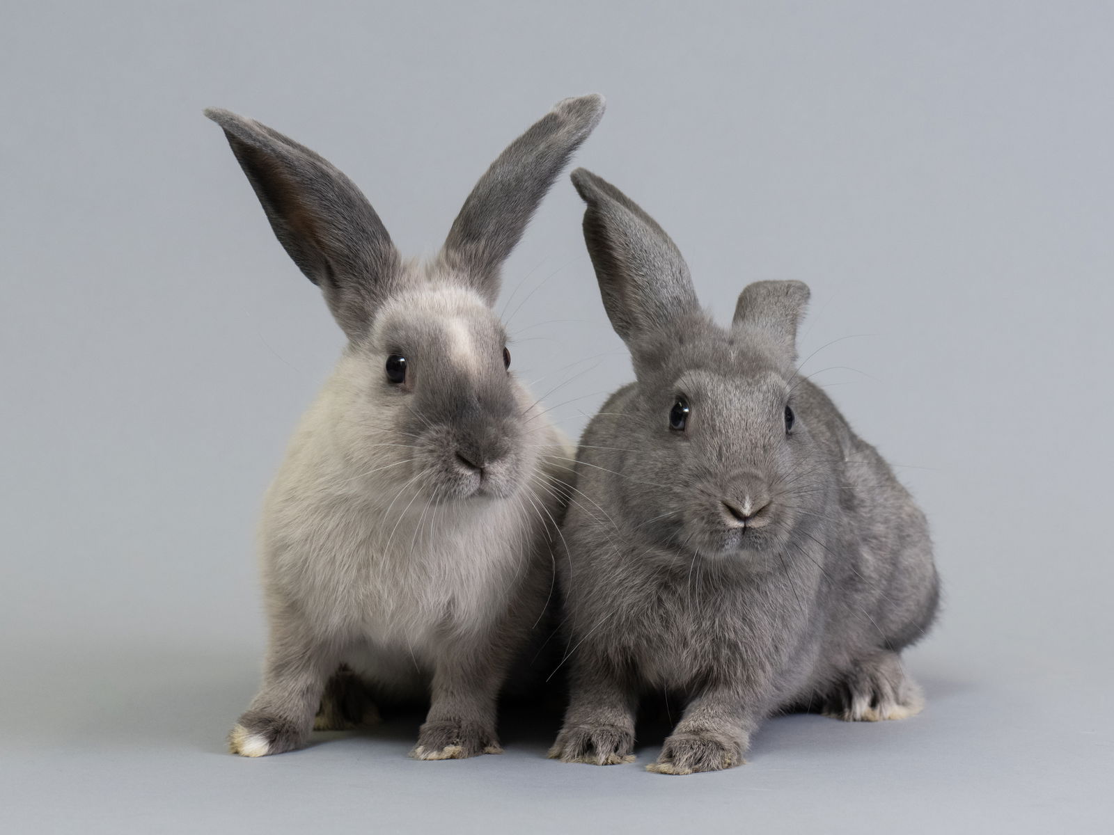 adoptable Rabbit in Oakland, CA named Helvetica (bonded w/ Wingdings)