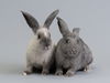 adoptable Rabbit in Oakland, CA named Helvetica (bonded w/ Wingdings)