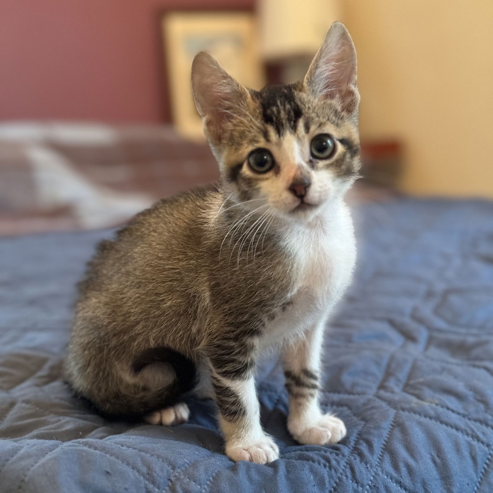 adoptable Cat in Oakland, CA named Kyle (bonded w/ Lilah)