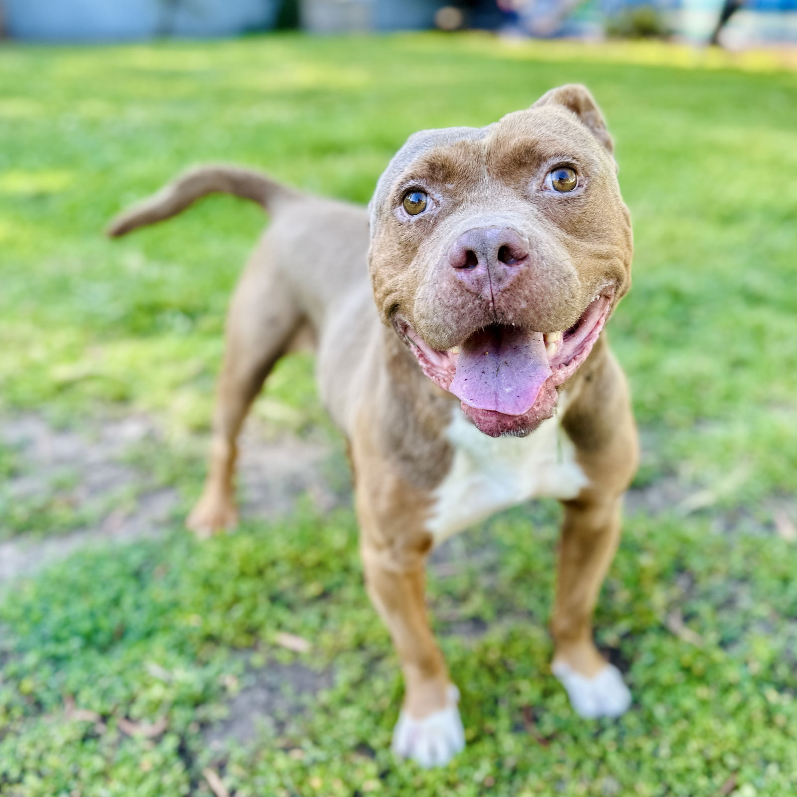 adoptable Dog in Oakland, CA named Tooki