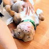 adoptable Dog in oakland, CA named Tooki