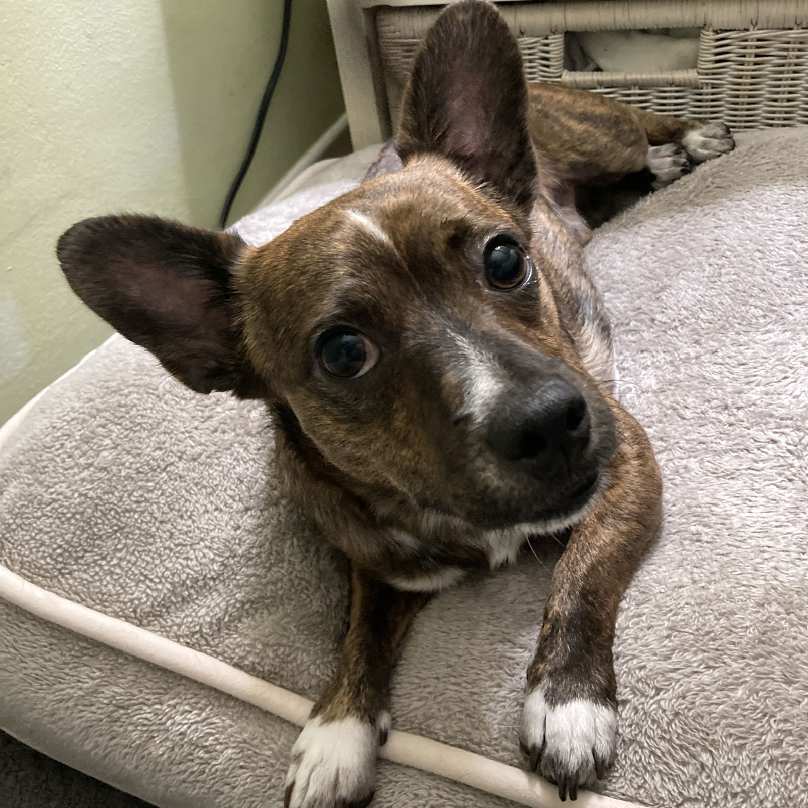 adoptable Dog in Oakland, CA named Poncho