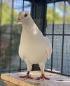 adoptable Bird in  named Hazel