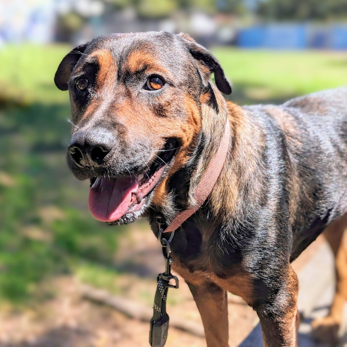 adoptable Dog in Oakland, CA named Olive Oyle