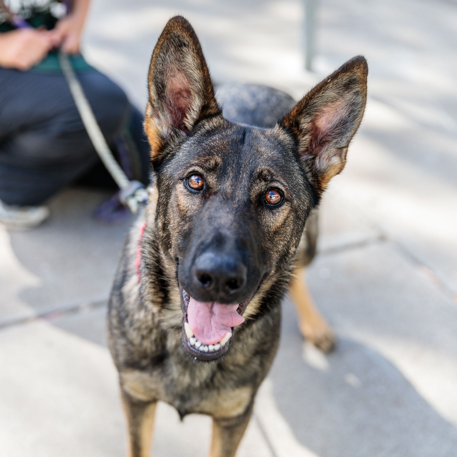 adoptable Dog in Oakland, CA named Bridget