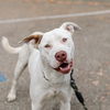 adoptable Dog in Oakland, CA named Denmark