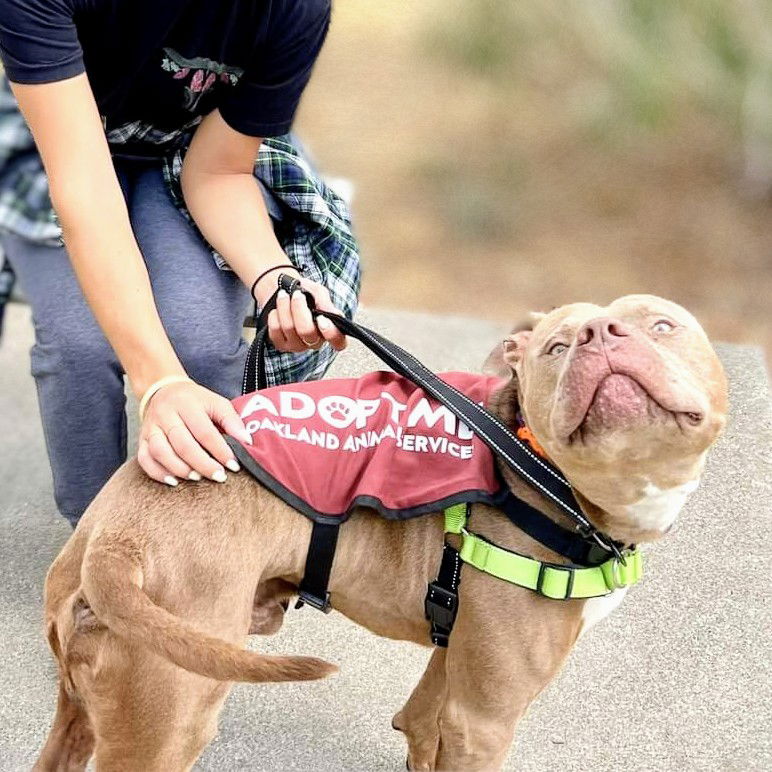 adoptable Dog in Oakland, CA named Nacho