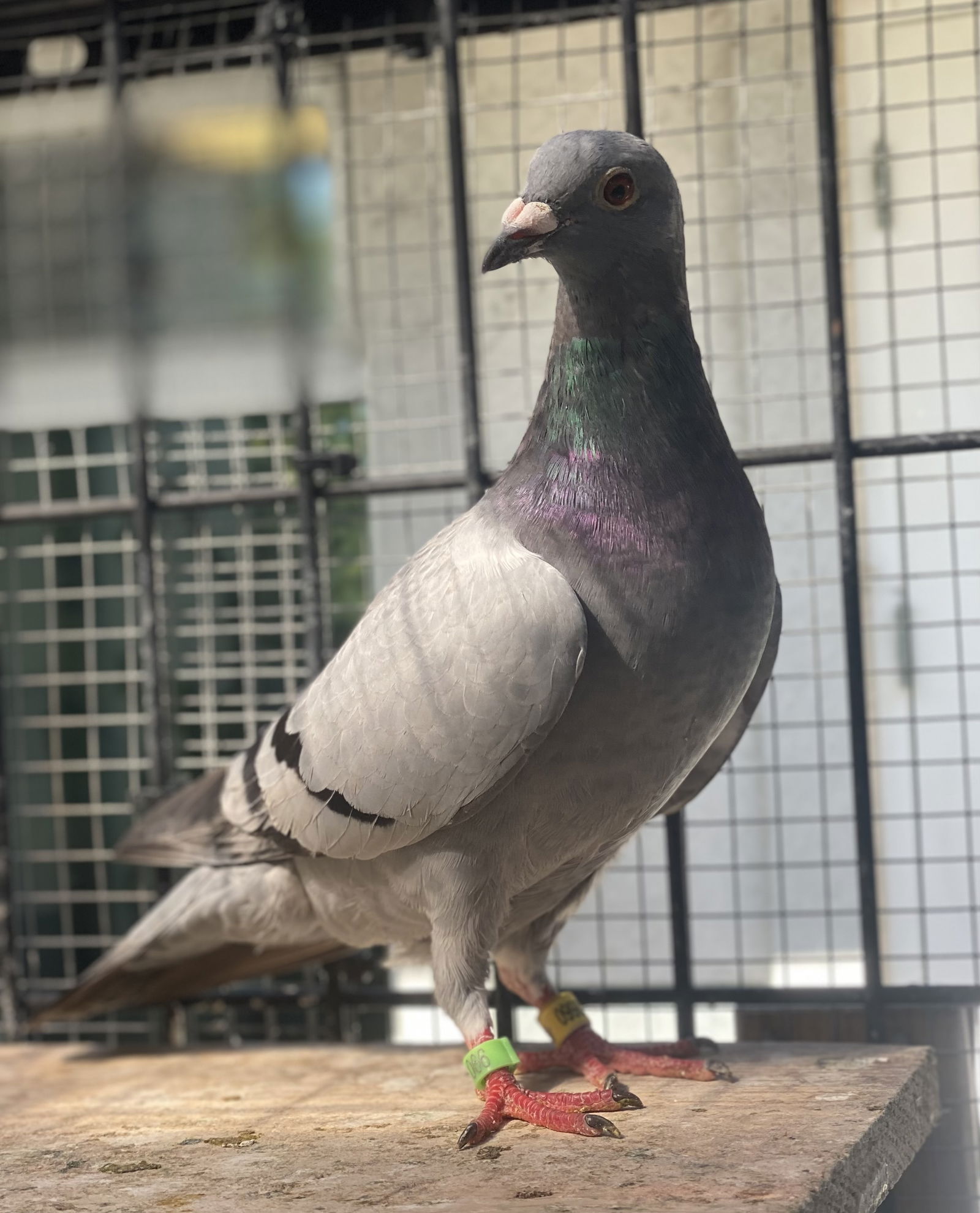 adoptable Bird in Oakland, CA named Phoenix