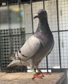 adoptable Bird in  named Phoenix