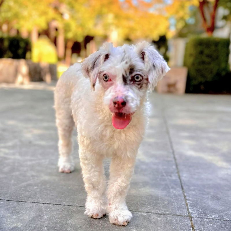 adoptable Dog in Oakland, CA named Bread Stick