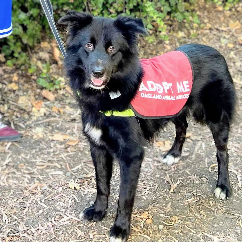 adoptable Dog in Oakland, CA named Caviar