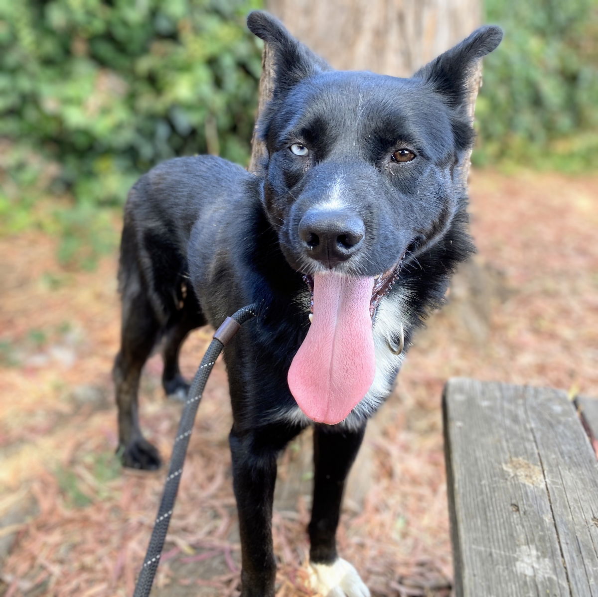 adoptable Dog in Oakland, CA named Popeye