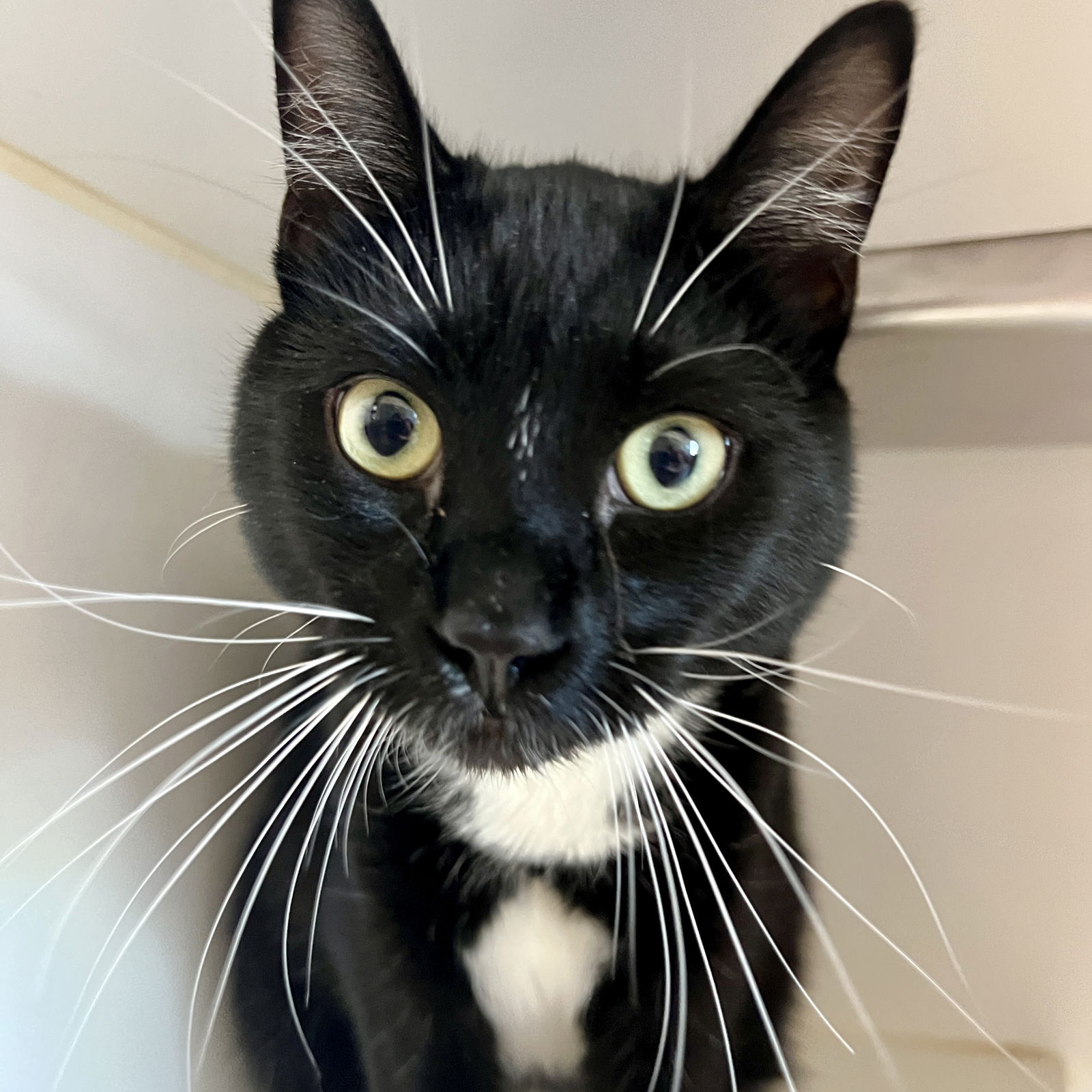 Alfie (bonded w/ Nora) Photo