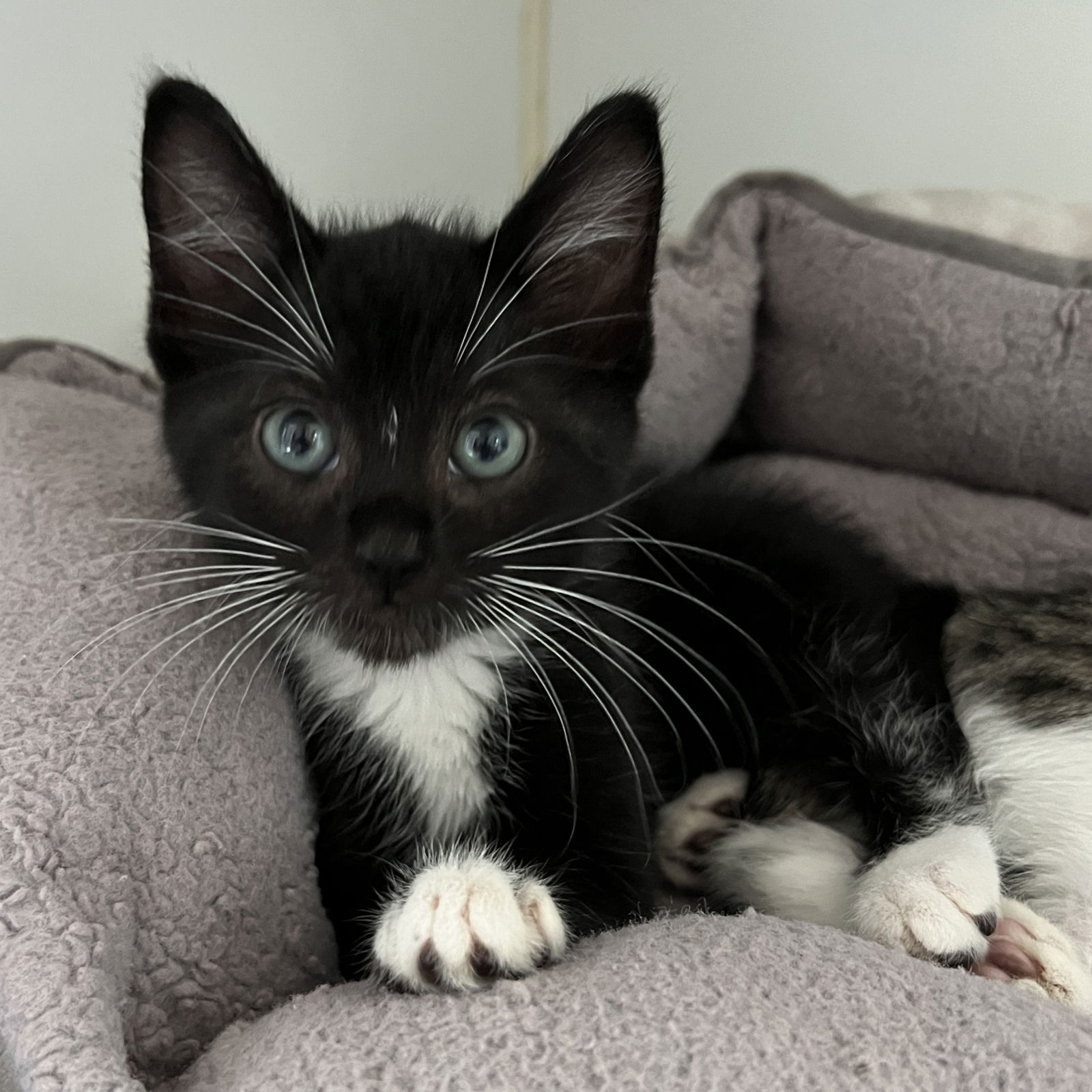 adoptable Cat in Oakland, CA named Alfie