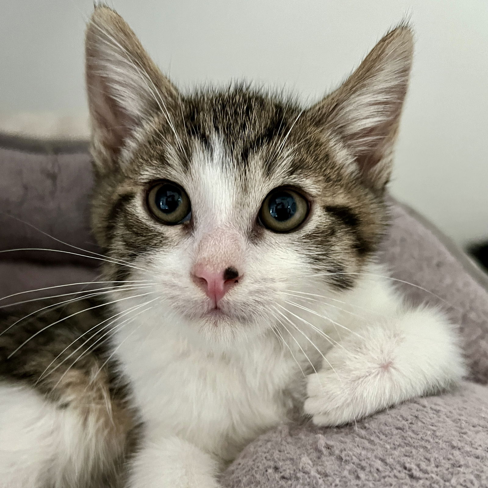 adoptable Cat in Oakland, CA named Georgie