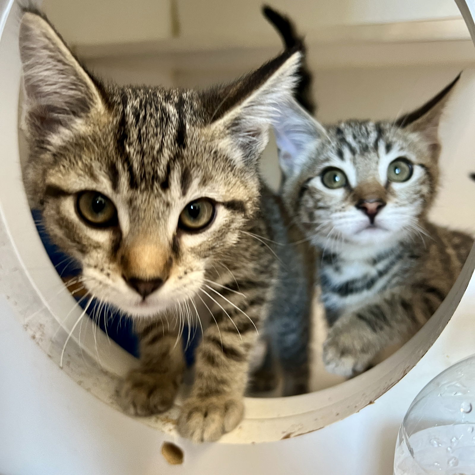 adoptable Cat in Oakland, CA named Dandelion (bonded w/ Rue)