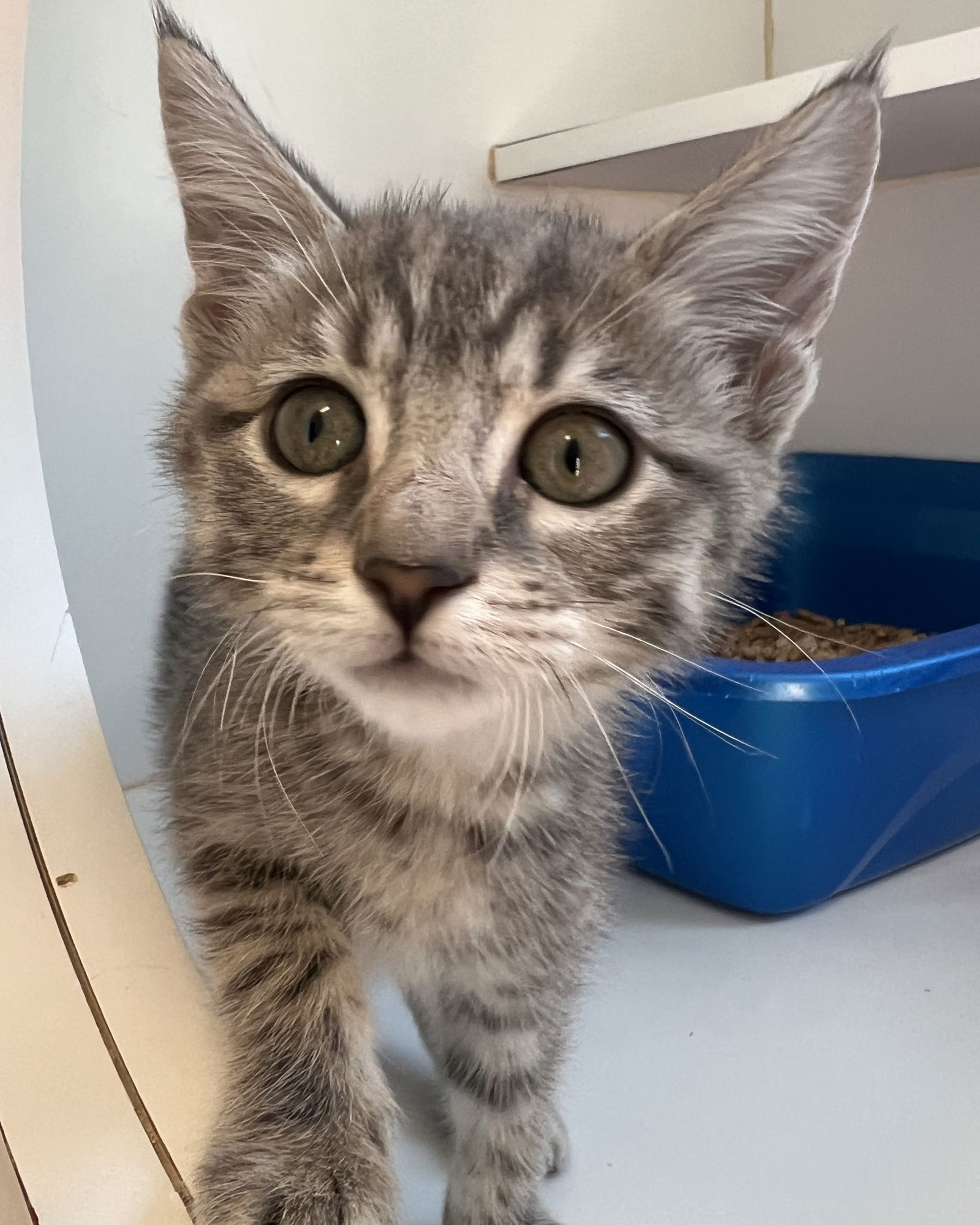 adoptable Cat in Oakland, CA named Aster (bonded w/ Clover)