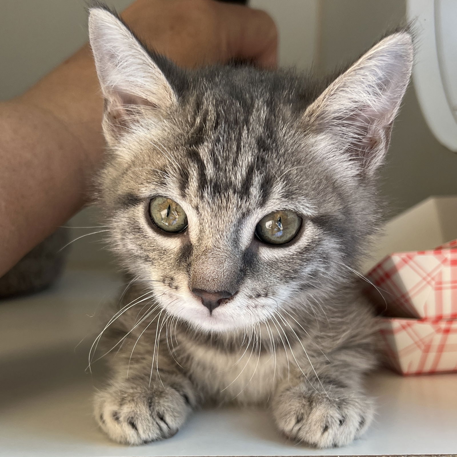 adoptable Cat in Oakland, CA named Clover (bonded w/ Aster)