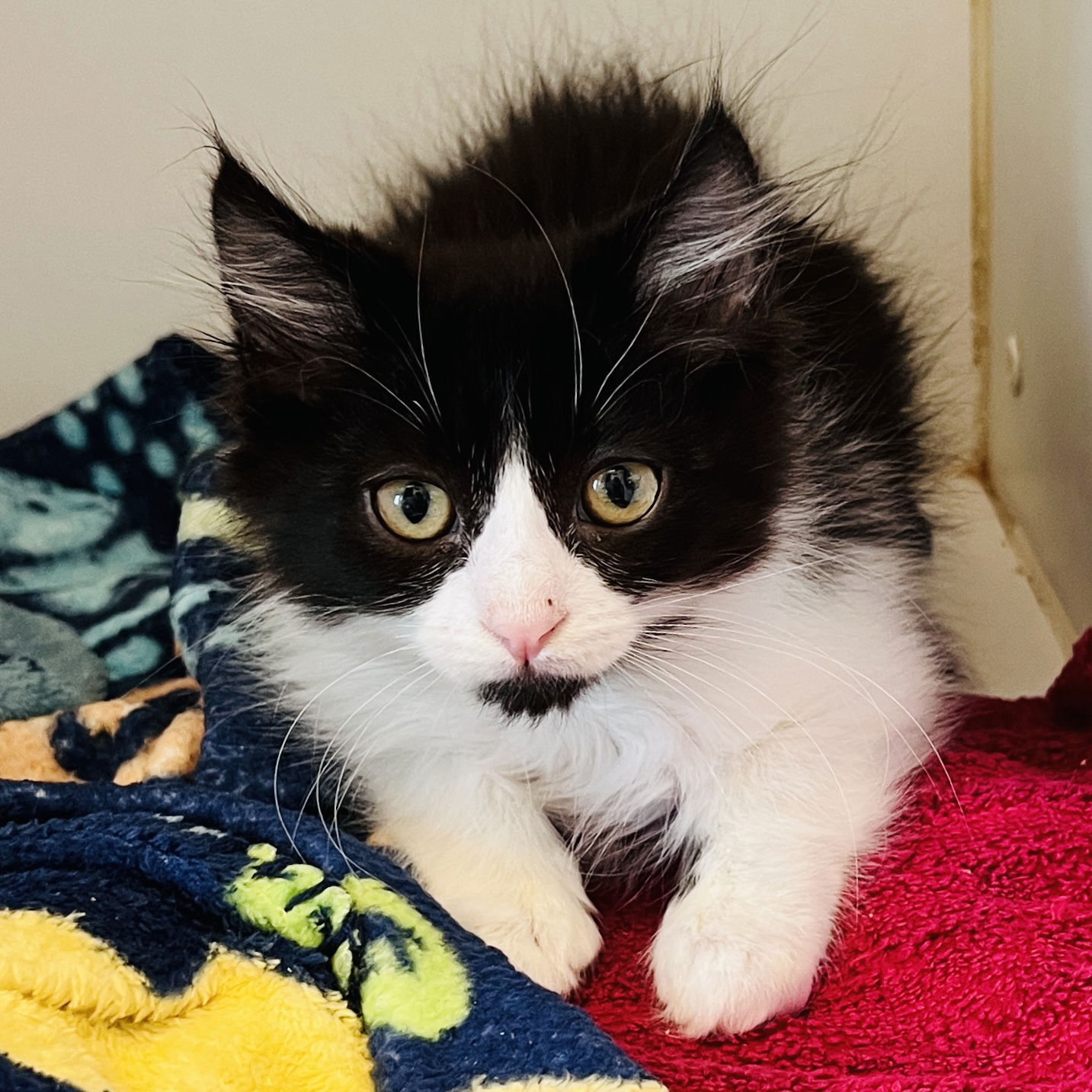 adoptable Cat in Oakland, CA named Cedric (bonded w/ Marcel)