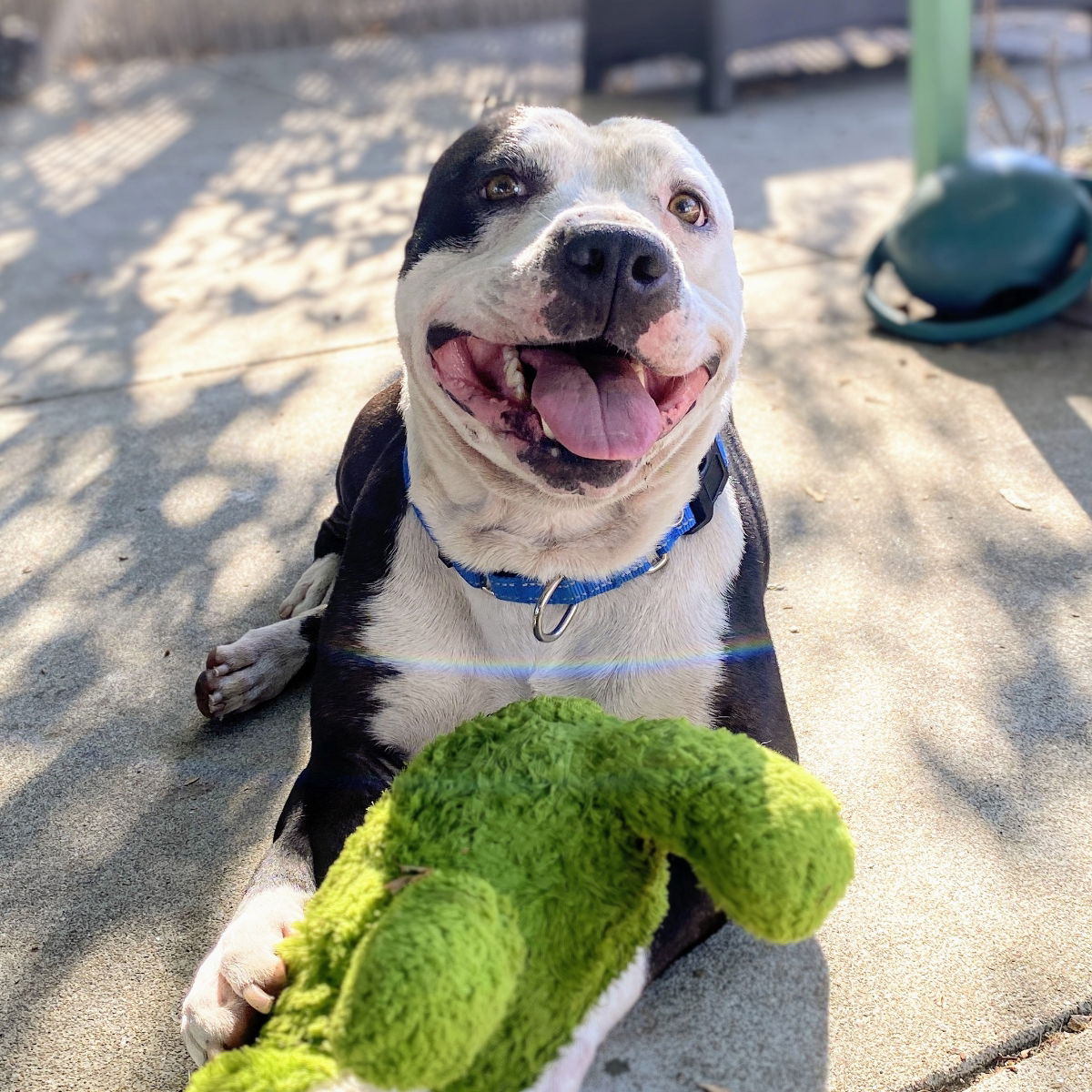 adoptable Dog in Oakland, CA named Bruno