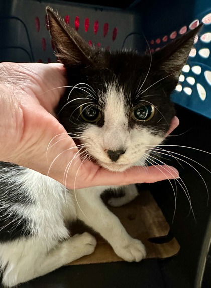 adoptable Cat in Oakland, CA named Wendy