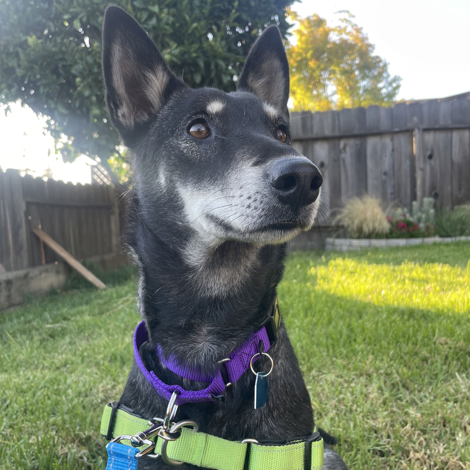 adoptable Dog in Oakland, CA named Glitter