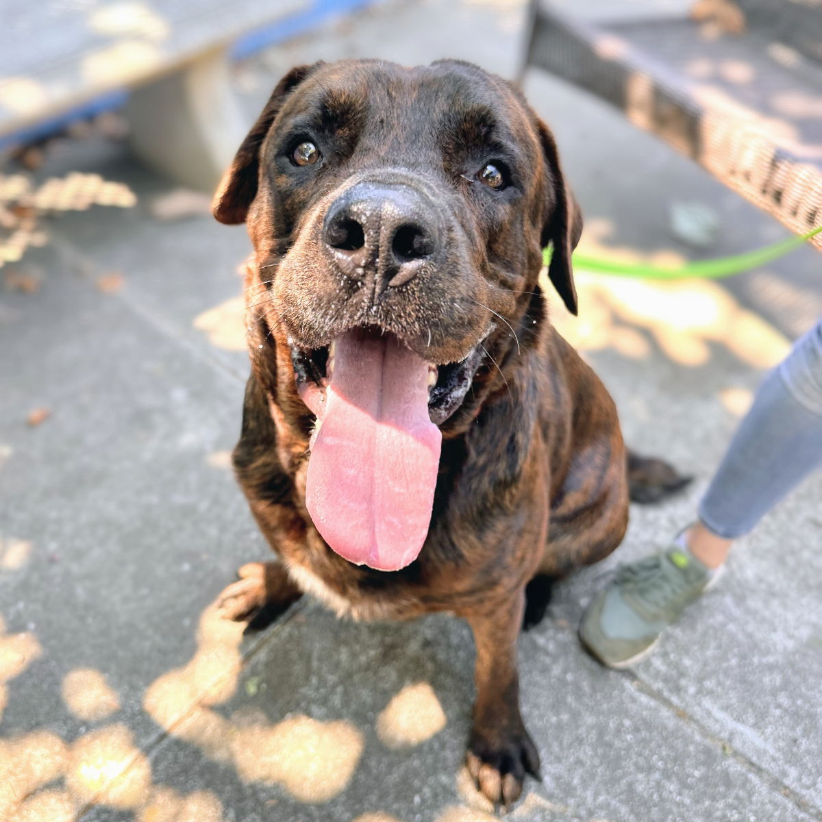 adoptable Dog in Oakland, CA named Shaq