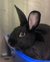 adoptable Rabbit in  named Jon Hamm